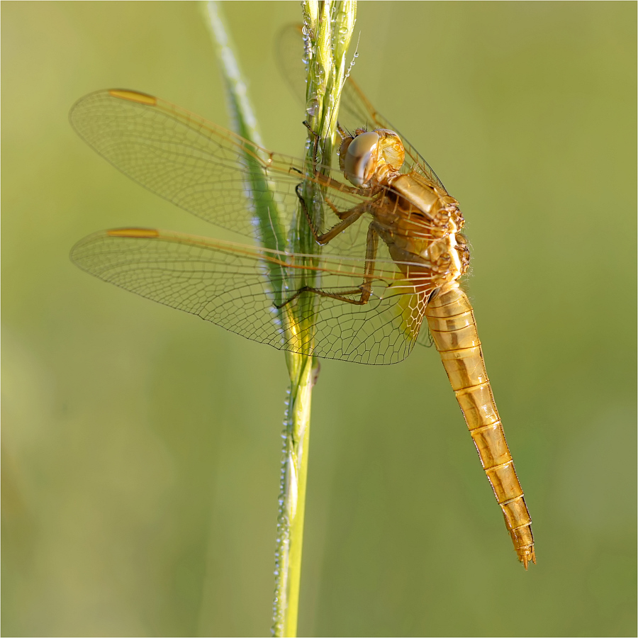 Feuerlibelle (Crocothemis erythraea)