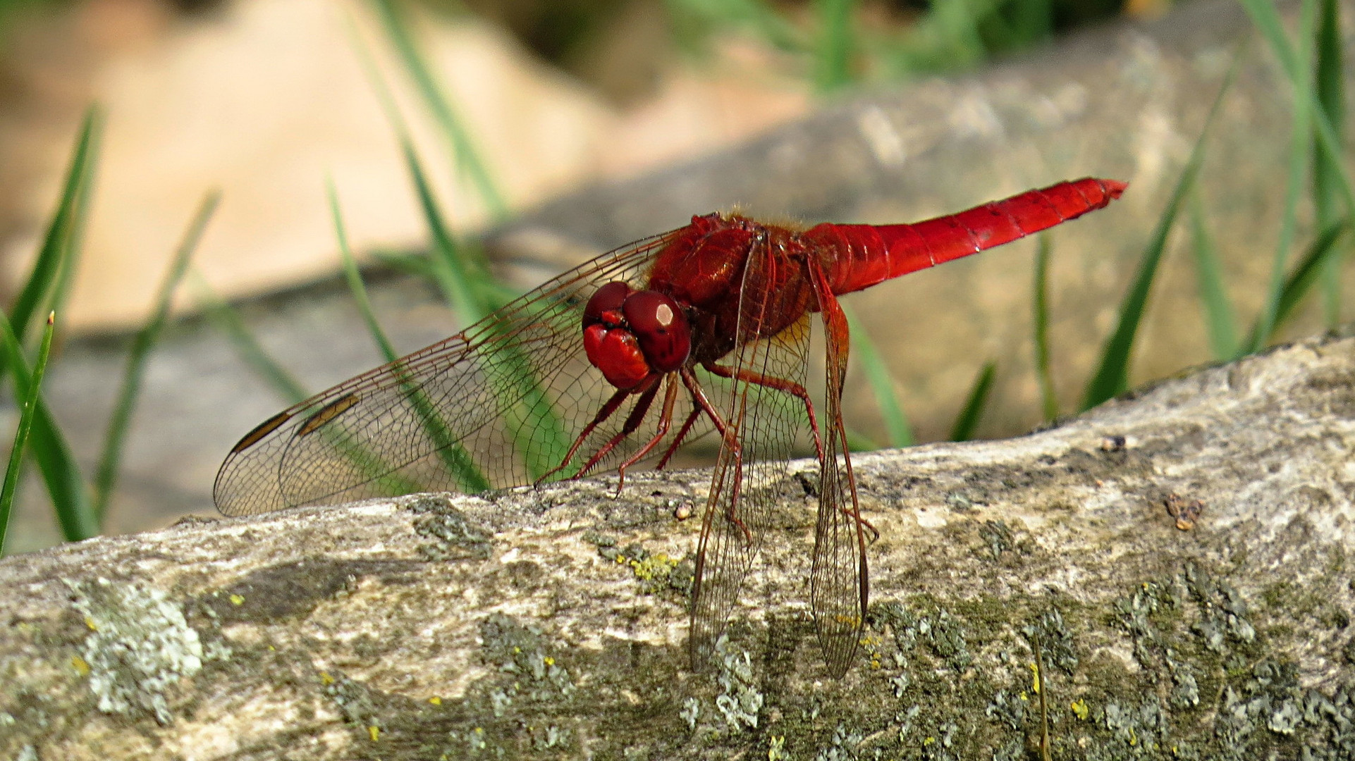 --- Feuerlibelle (Crocothemis erythraea) ---