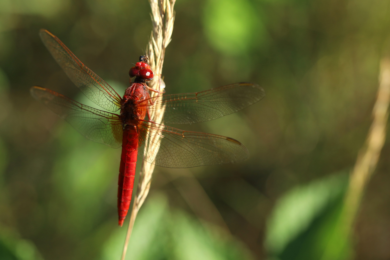 Feuerlibelle (Crocothemis erythraea)