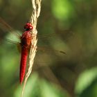 Feuerlibelle (Crocothemis erythraea)