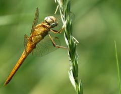 --- Feuerlibelle (Crocothemis erythraea) ---