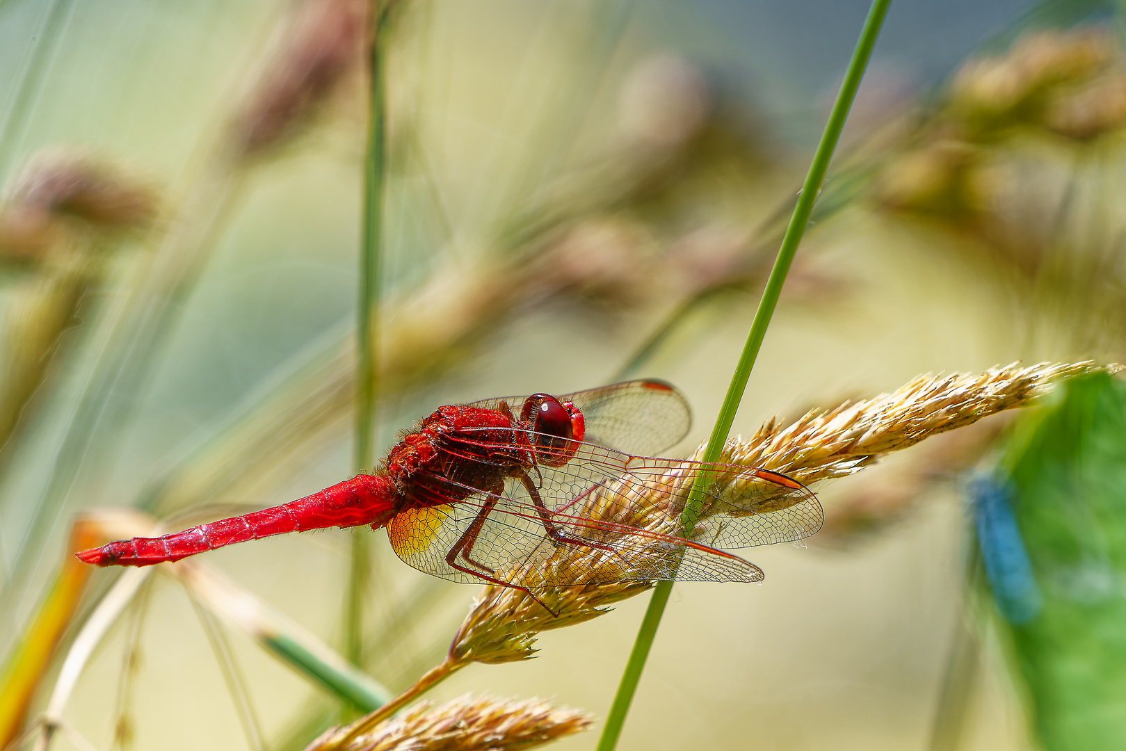 FEUERLIBELLE (CROCOTHEMIS ERYTHRAEA)