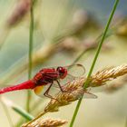 FEUERLIBELLE (CROCOTHEMIS ERYTHRAEA)