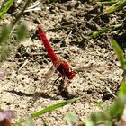 --- Feuerlibelle (Crocothemis erythraea) ---