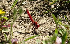 --- Feuerlibelle (Crocothemis erythraea) ---