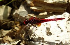 --- Feuerlibelle (Crocothemis erythraea) ---