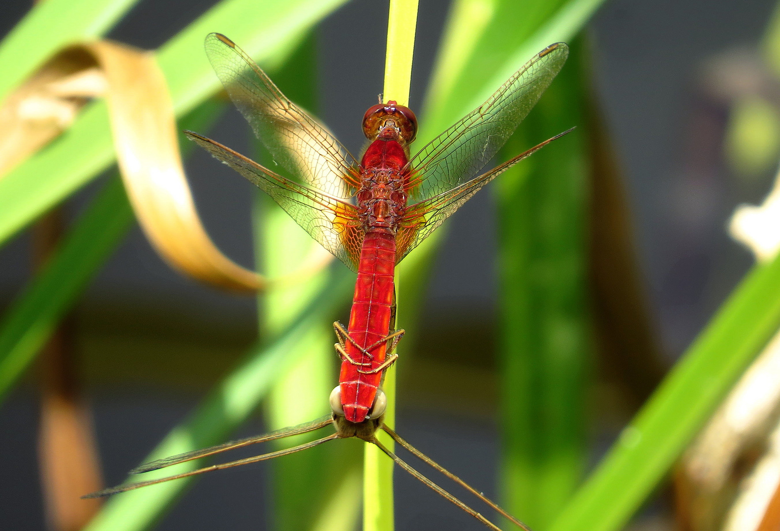 ... Feuerlibelle (Crocothemis erythraea) ... 