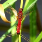 ... Feuerlibelle (Crocothemis erythraea) ... 