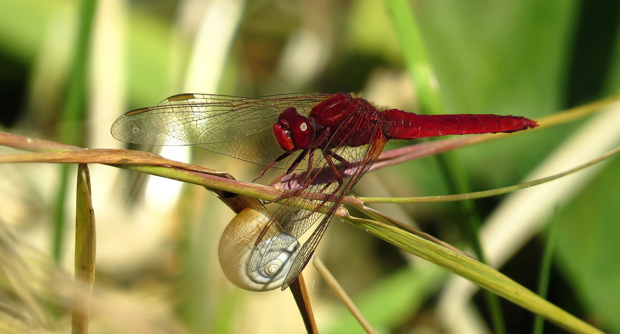 ... Feuerlibelle (Crocothemis erythraea) ...