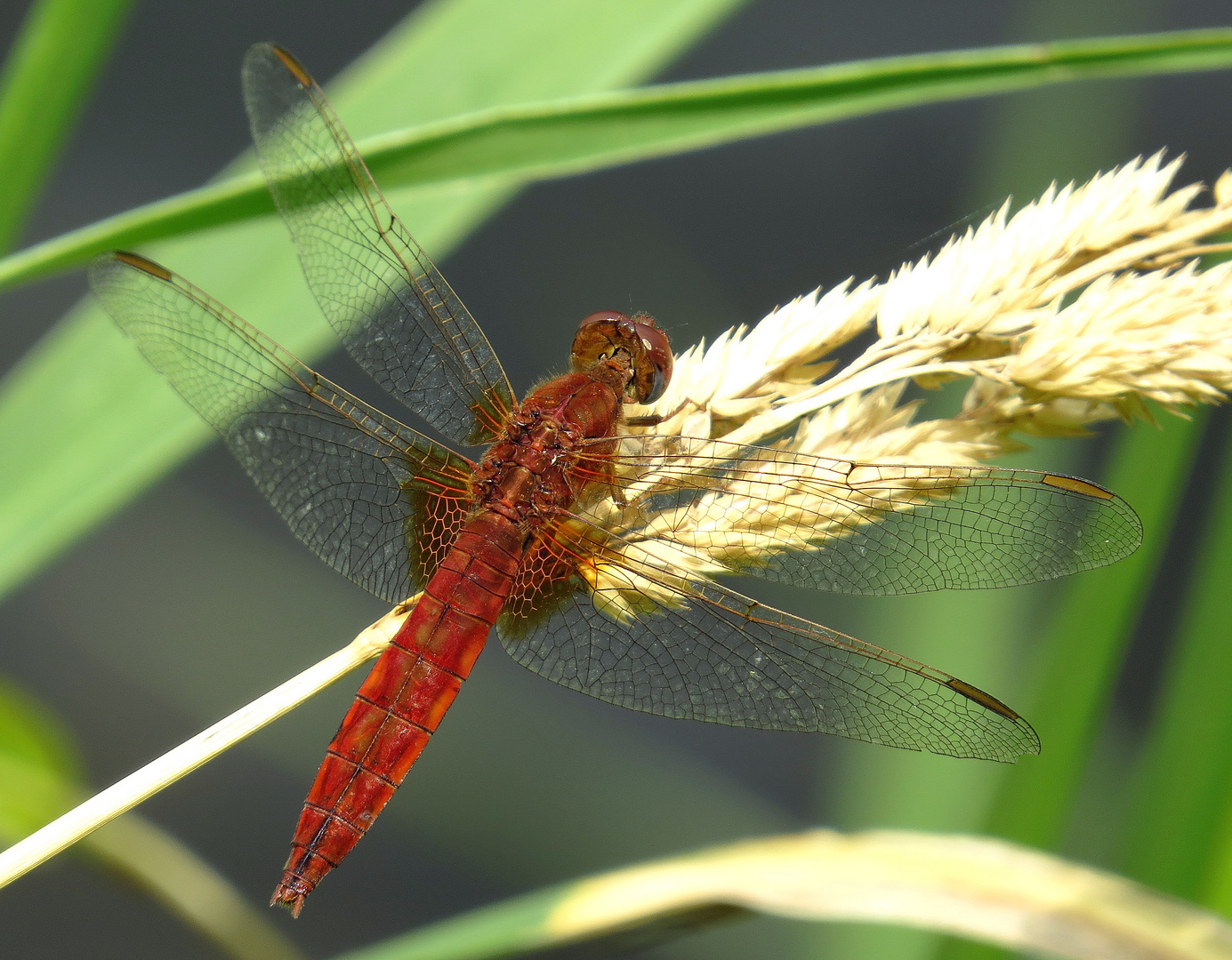 ... Feuerlibelle (Crocothemis erythraea) ...