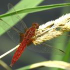 ... Feuerlibelle (Crocothemis erythraea) ...