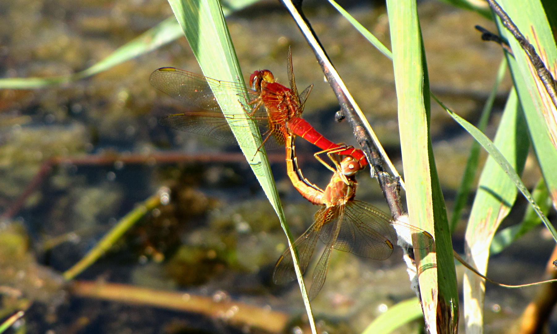 --- Feuerlibelle (Crocothemis erythraea) ---