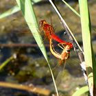 --- Feuerlibelle (Crocothemis erythraea) ---