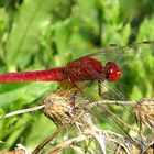 --- Feuerlibelle (Crocothemis erythraea) ---