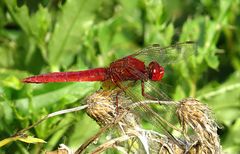 --- Feuerlibelle (Crocothemis erythraea) ---