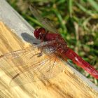 --- Feuerlibelle (Crocothemis erythraea) ---