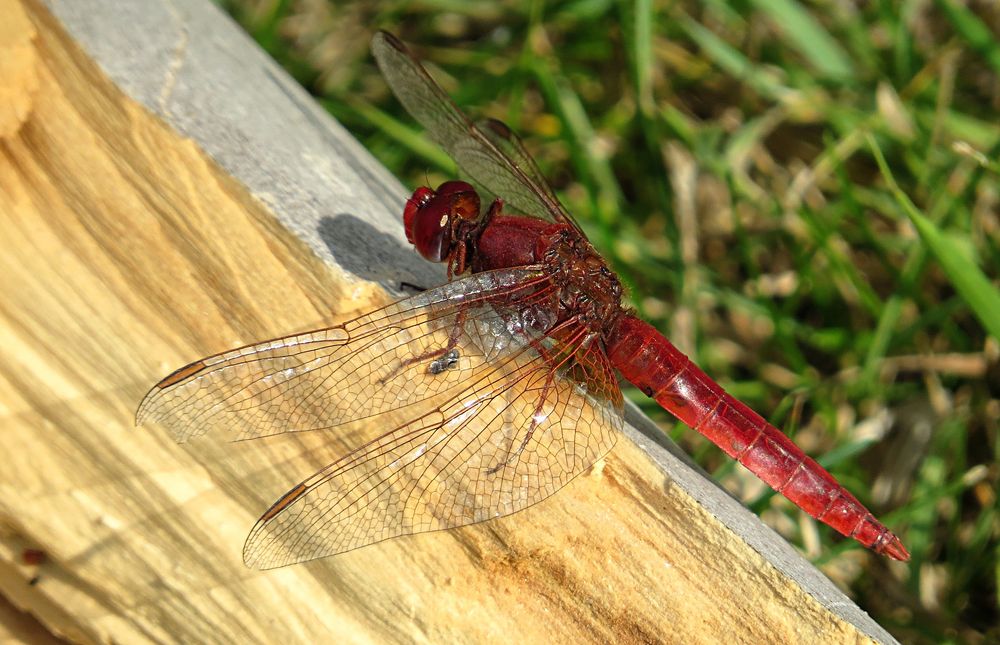 --- Feuerlibelle (Crocothemis erythraea) ---