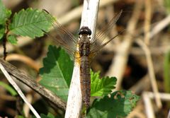 --- Feuerlibelle (Crocothemis erythraea) --- 