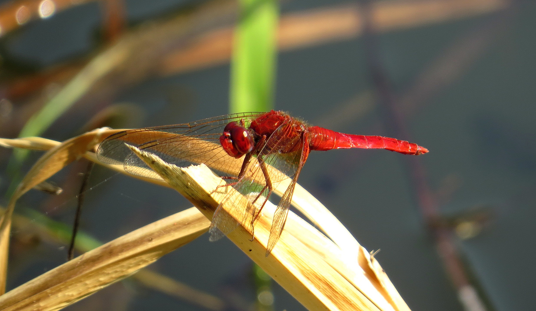 ... Feuerlibelle (Crocothemis erythraea) ...