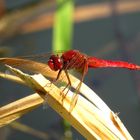 ... Feuerlibelle (Crocothemis erythraea) ...