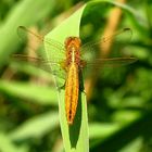 --- Feuerlibelle (Crocothemis erythraea) --- 