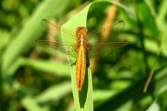 --- Feuerlibelle (Crocothemis erythraea) --- 