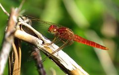 --- Feuerlibelle (Crocothemis erythraea) ---