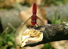 --- Feuerlibelle (Crocothemis erythraea) ---