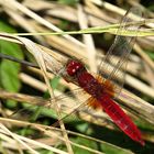 --- Feuerlibelle (Crocothemis erythraea) ---