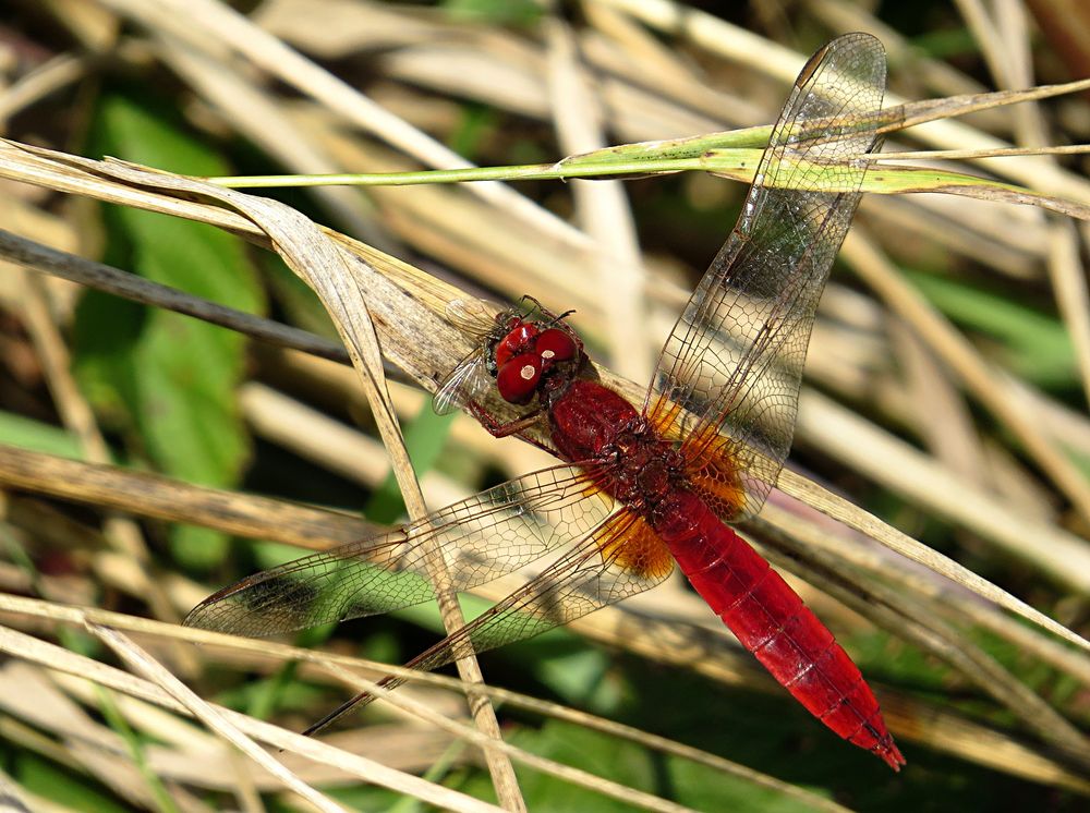 --- Feuerlibelle (Crocothemis erythraea) ---