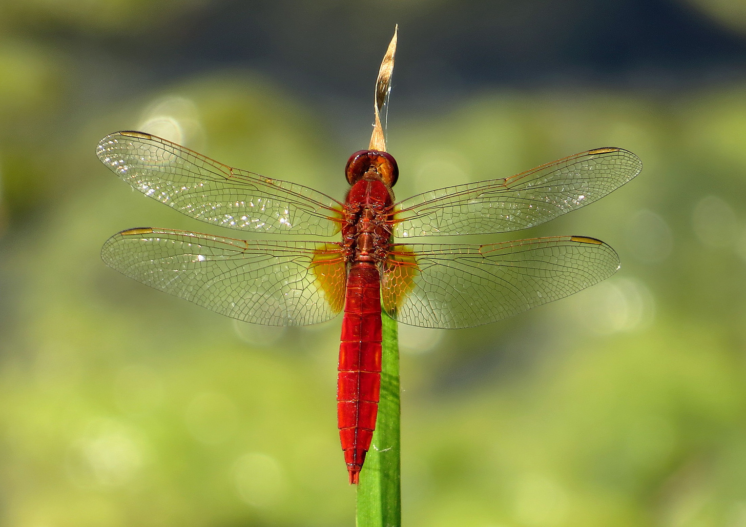 ... Feuerlibelle (Crocothemis erythraea) ... 