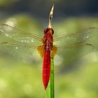 ... Feuerlibelle (Crocothemis erythraea) ... 