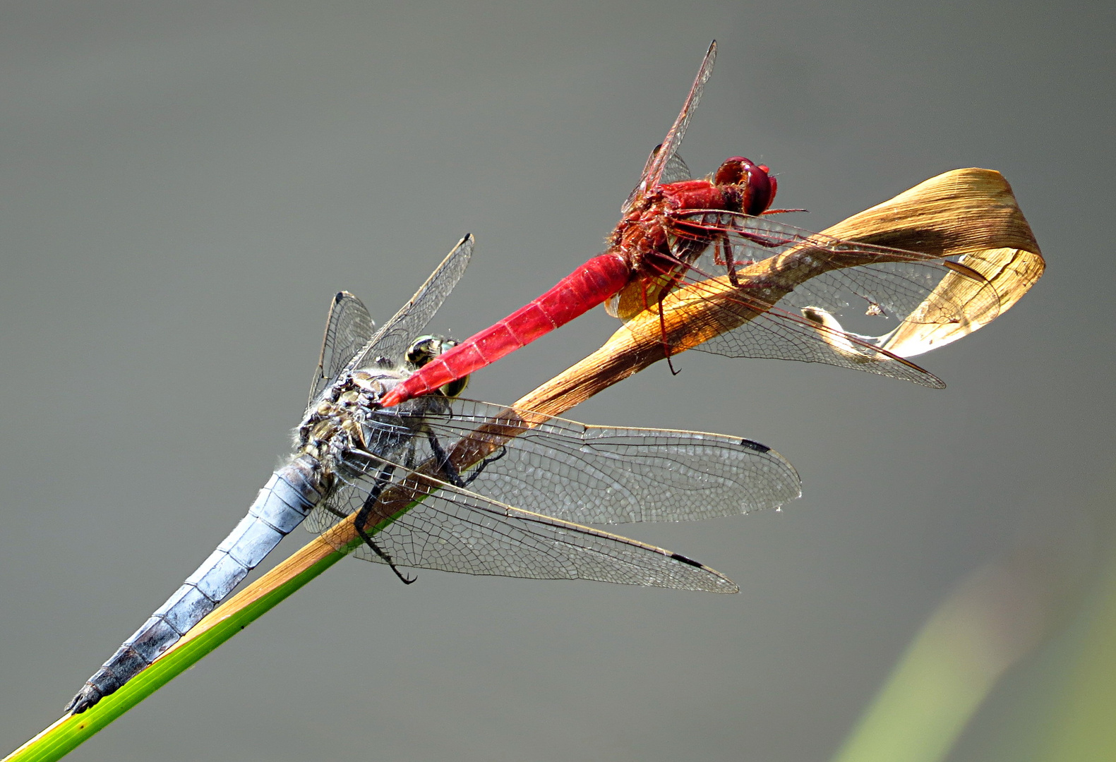 --- Feuerlibelle (Crocothemis erythraea) ---