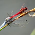 --- Feuerlibelle (Crocothemis erythraea) ---