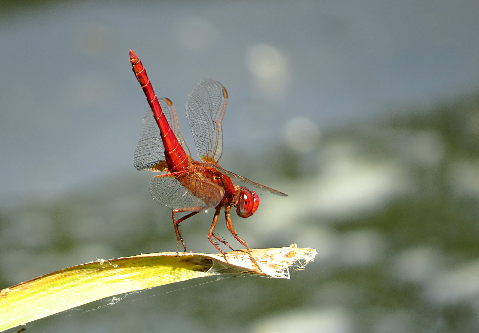 --- Feuerlibelle (Crocothemis erythraea) ---