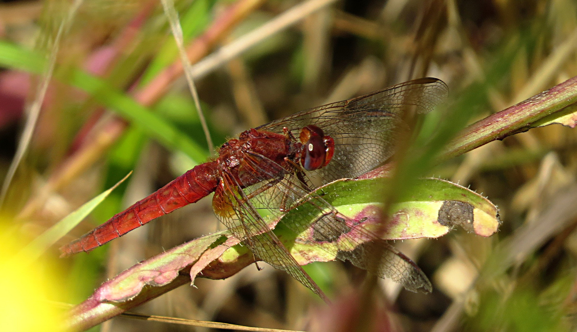 --- Feuerlibelle (Crocothemis erythraea) ---