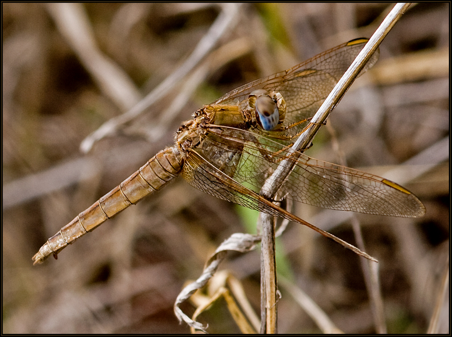 Feuerlibelle - Crocothemis erythraea