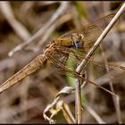 Feuerlibelle - Crocothemis erythraea