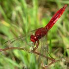 --- Feuerlibelle (Crocothemis erythraea) ---