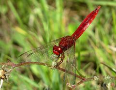 --- Feuerlibelle (Crocothemis erythraea) ---