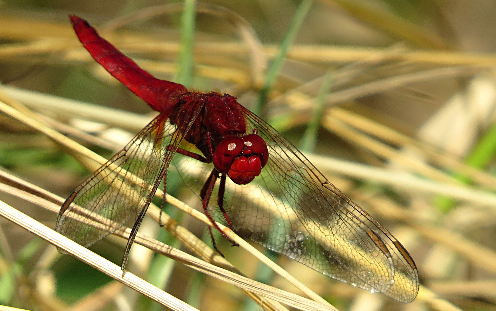 --- Feuerlibelle (Crocothemis erythraea) --- 