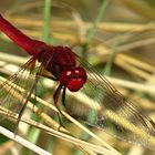 --- Feuerlibelle (Crocothemis erythraea) --- 