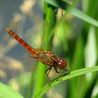 ... Feuerlibelle (Crocothemis erythraea) ...