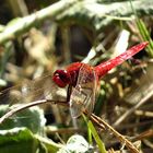 --- Feuerlibelle (Crocothemis erythraea) ---