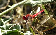 --- Feuerlibelle (Crocothemis erythraea) ---