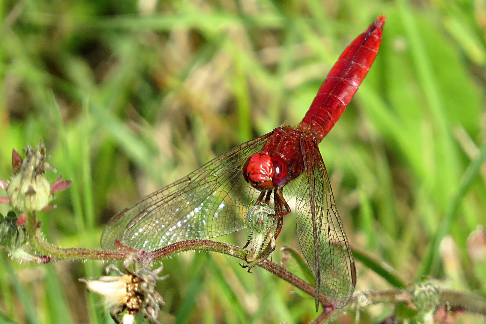 --- Feuerlibelle (Crocothemis erythraea) ---