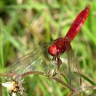 --- Feuerlibelle (Crocothemis erythraea) ---