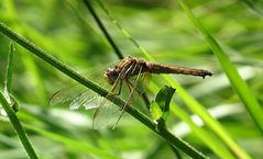 --- Feuerlibelle (Crocothemis erythraea) ---