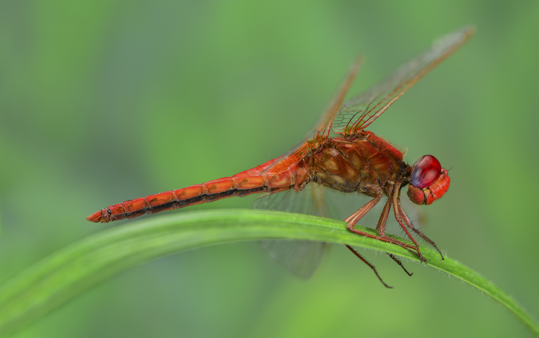 Feuerlibelle (Crocothemis erythraea) 