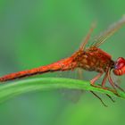 Feuerlibelle (Crocothemis erythraea) 